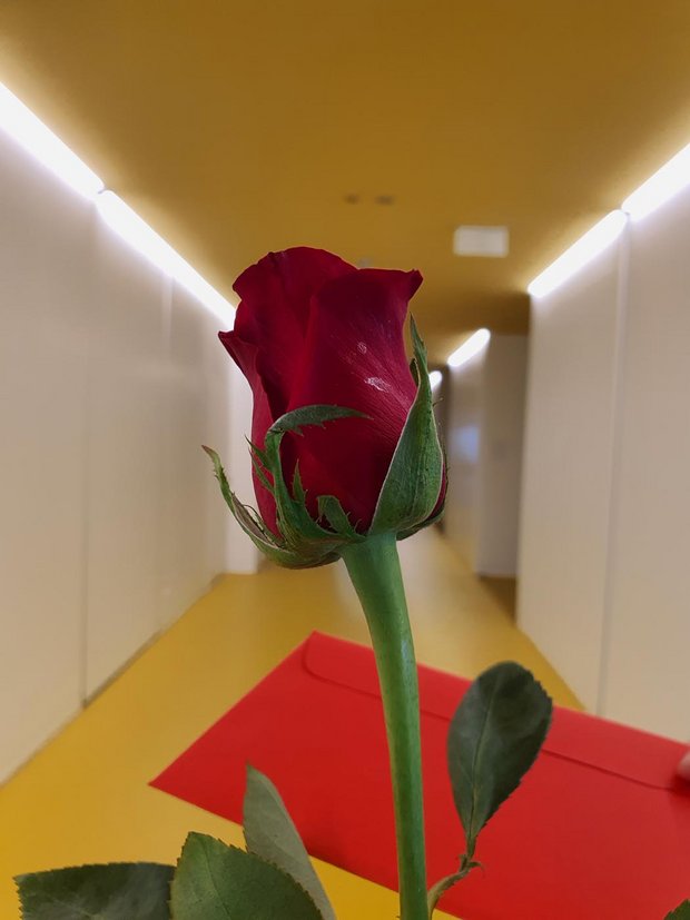 Im Zeichen der Liebe: Der Day of Roses, Foto: Leo Burkard, G6d (Presse-Team)