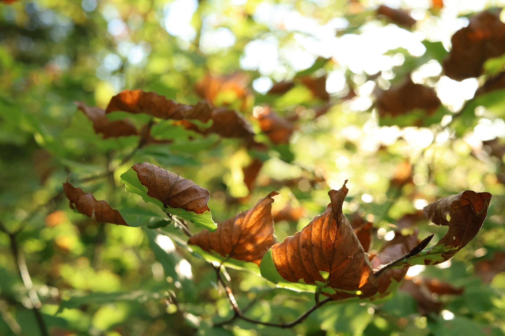 Herbstferien, Bild: Tetiana Shkolnyk (G5d)